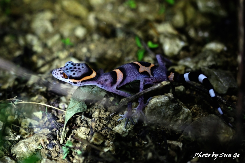 Chinese cave gecko (juv.)