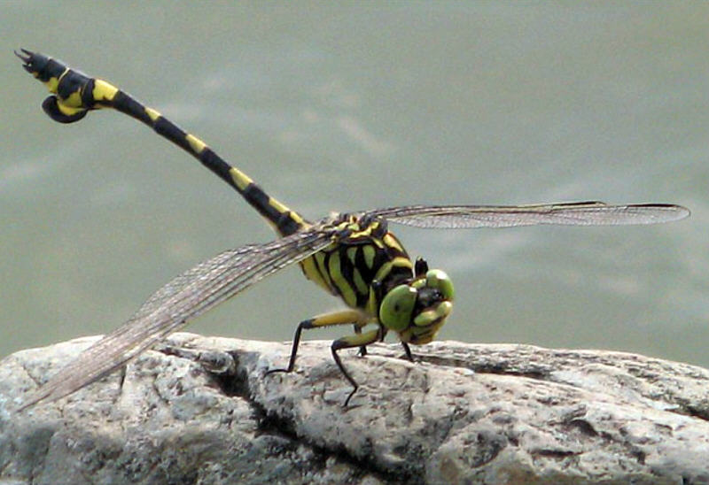 Chinese Dragonfly