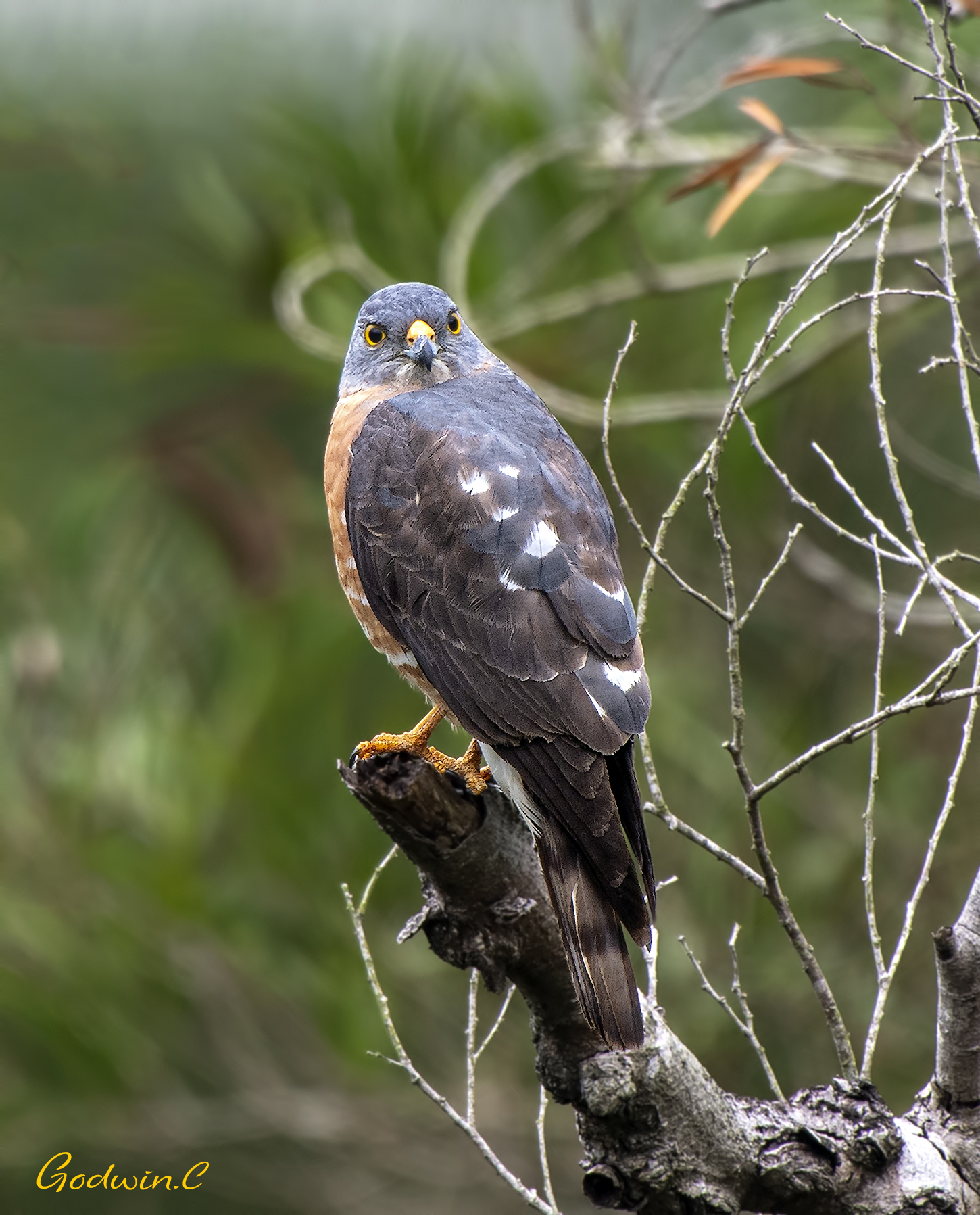 Chinese Goshawk 赤腹鷹