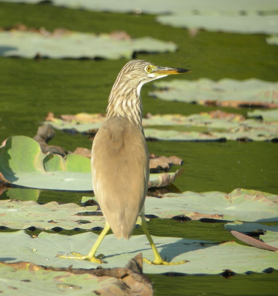 Chinese Pond Heron