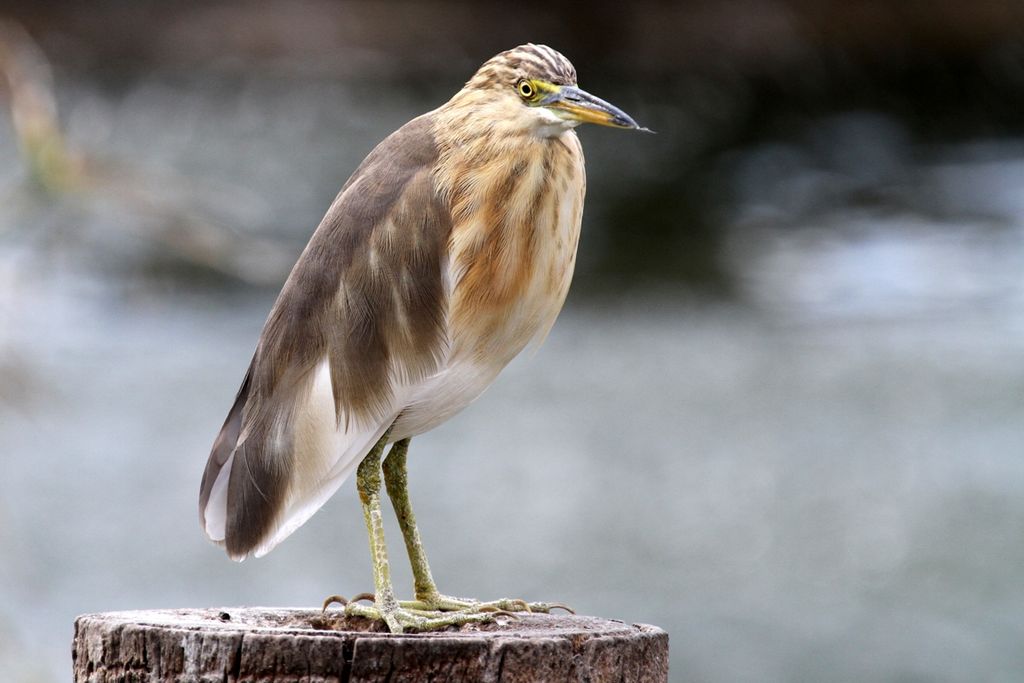 Chinese Pond Heron