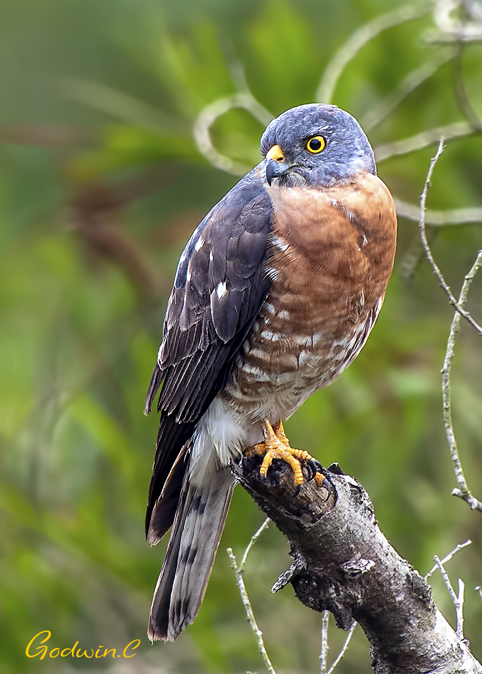 Chinese sparrowhawk 赤腹鷹