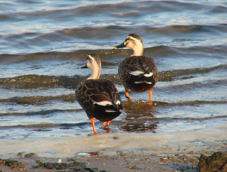 Chinese Spot-billed Ducks