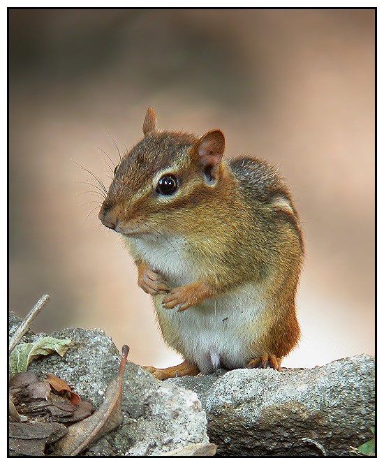 Chipmonk