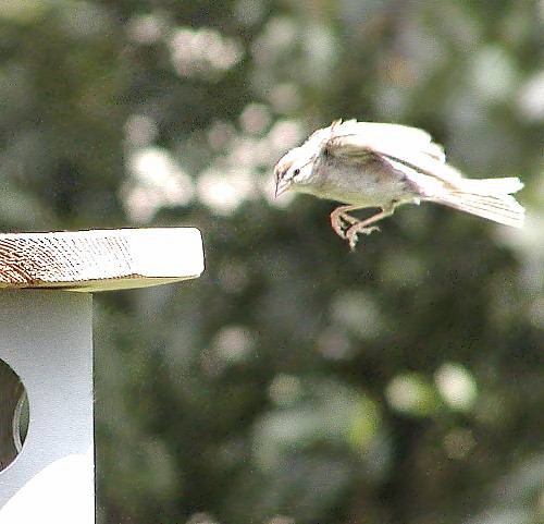 Chipping sparrow landing