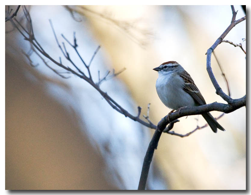 Chipping Sparrow