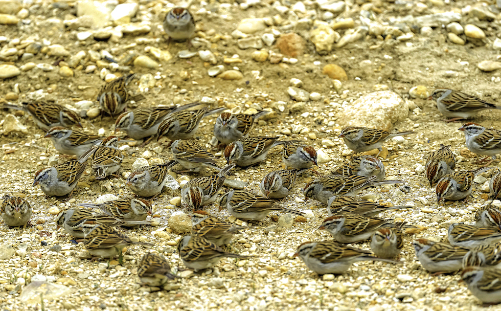 Chipping Sparrows