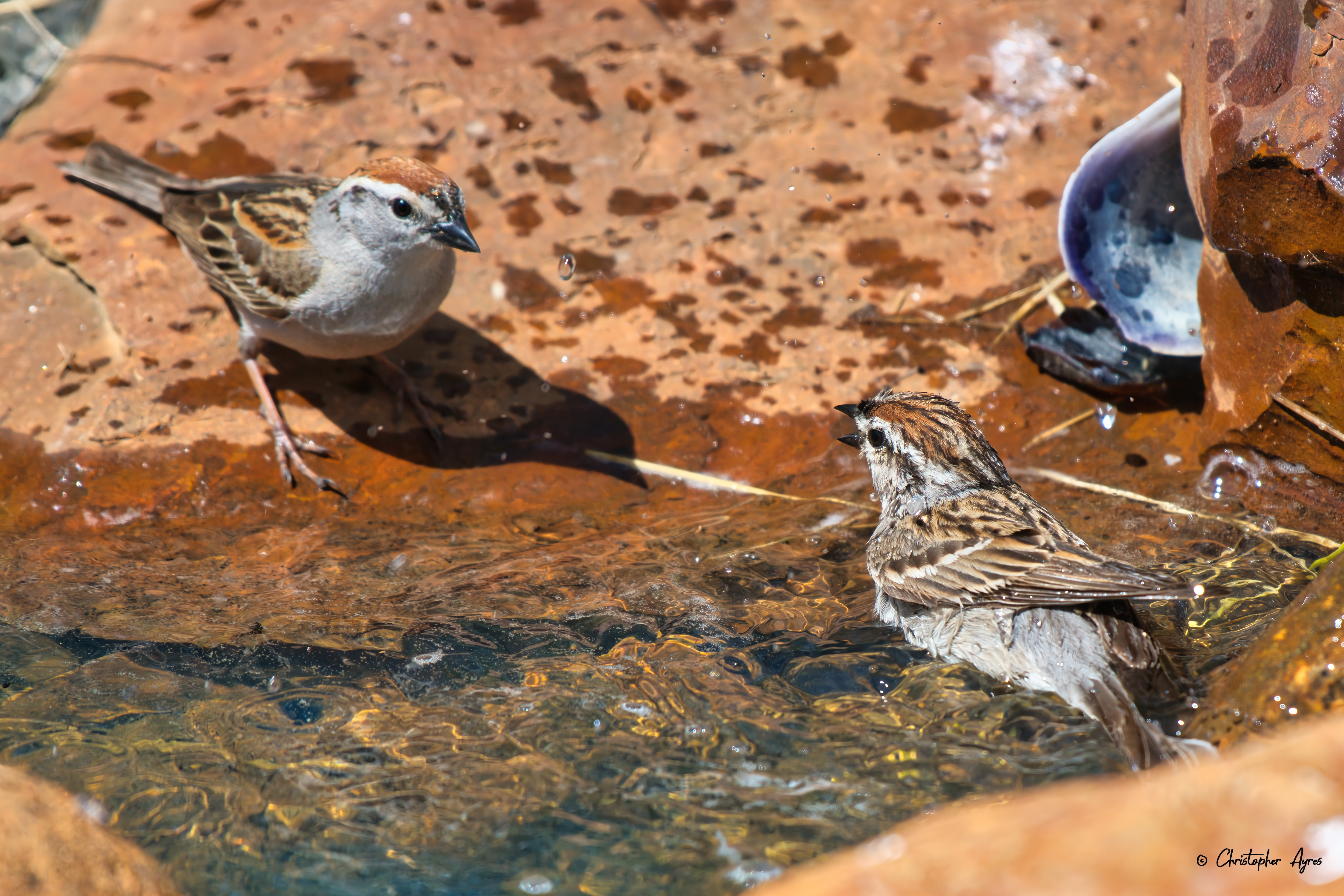 Chipping Sparrows