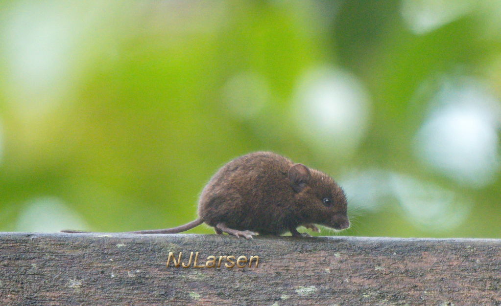 Chiriqui Singing Mouse