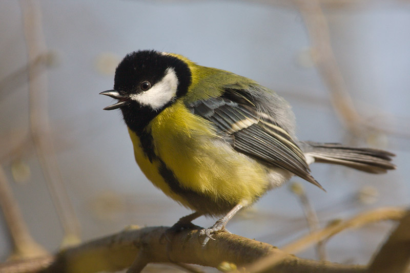 Chirpy Great Tit