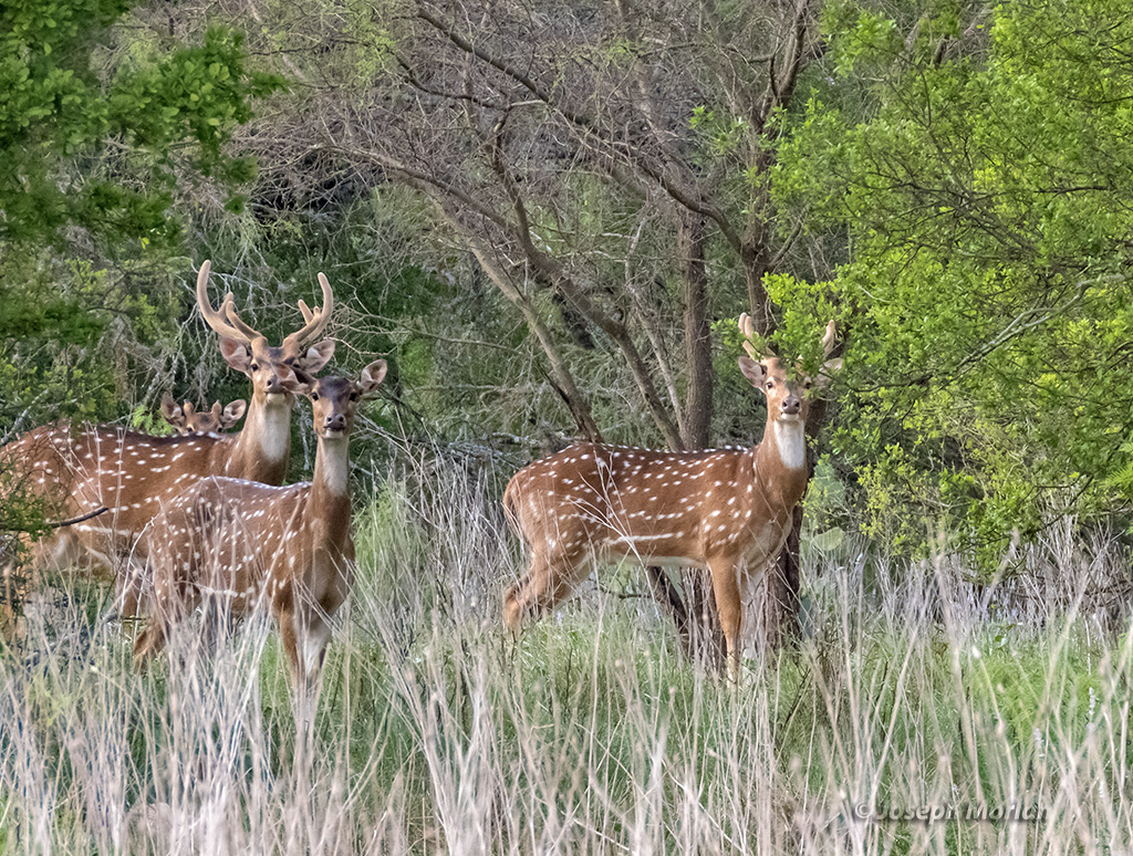 Chital (Axis axis)