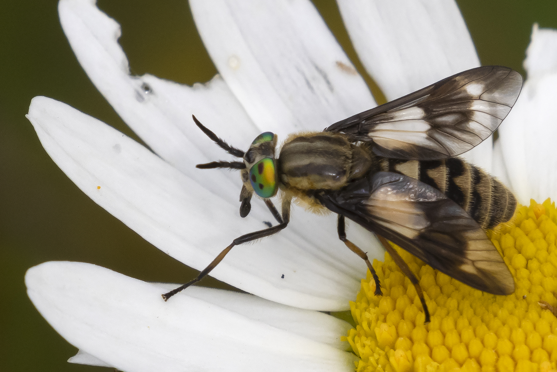 Chrysops relictus