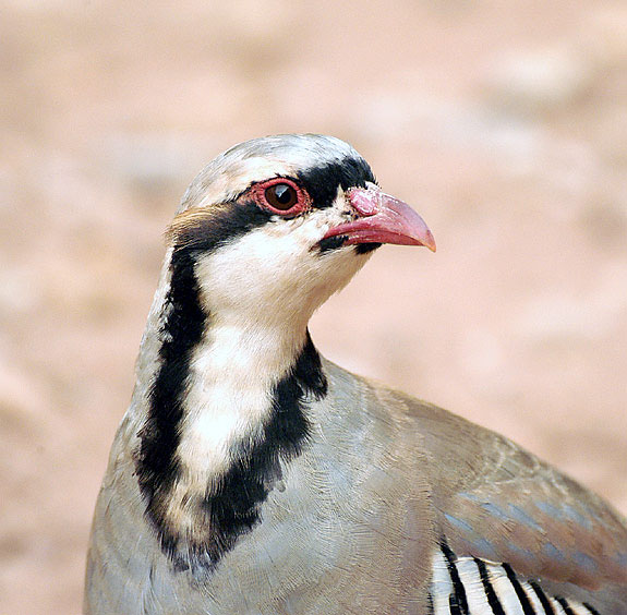 Chukar partridge