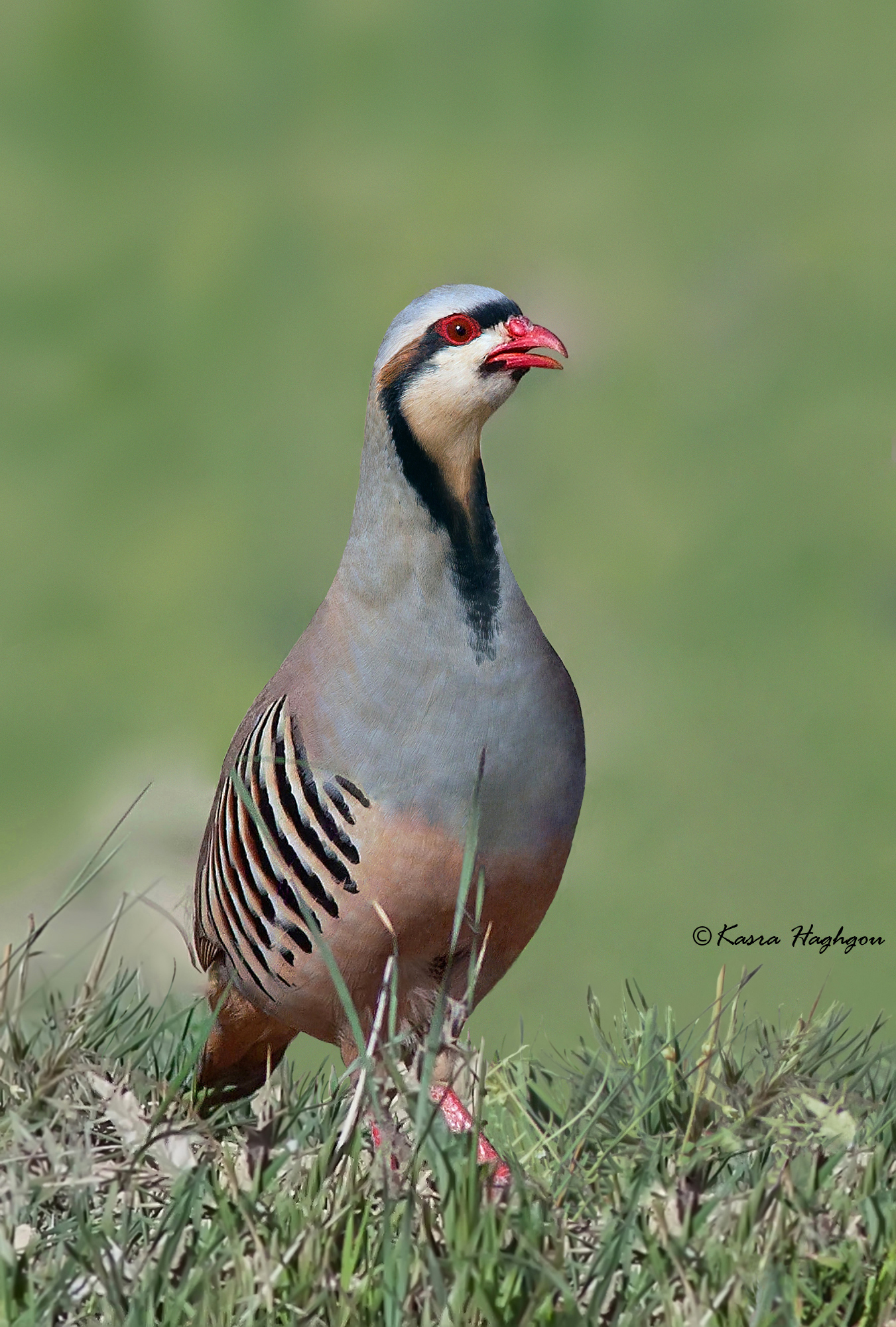 Chukar