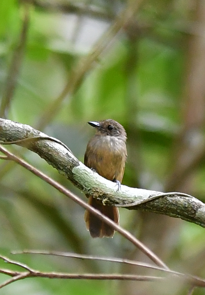 Cinereous Antshrike