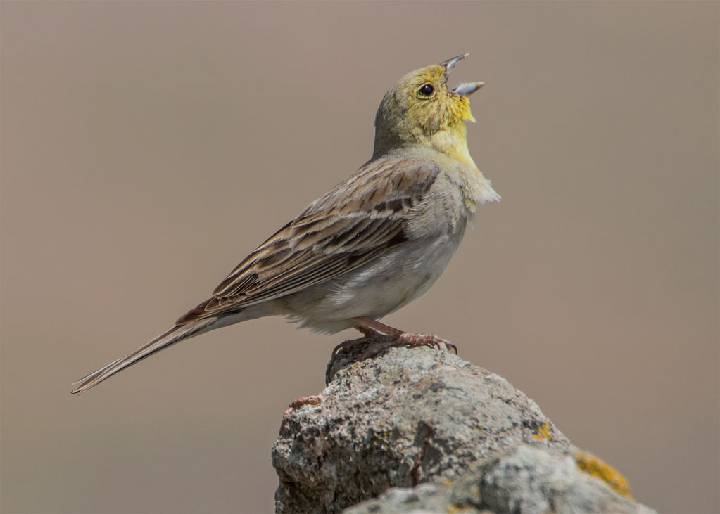 Cinereous bunting Emberiza cineracea, Lesvos 2016