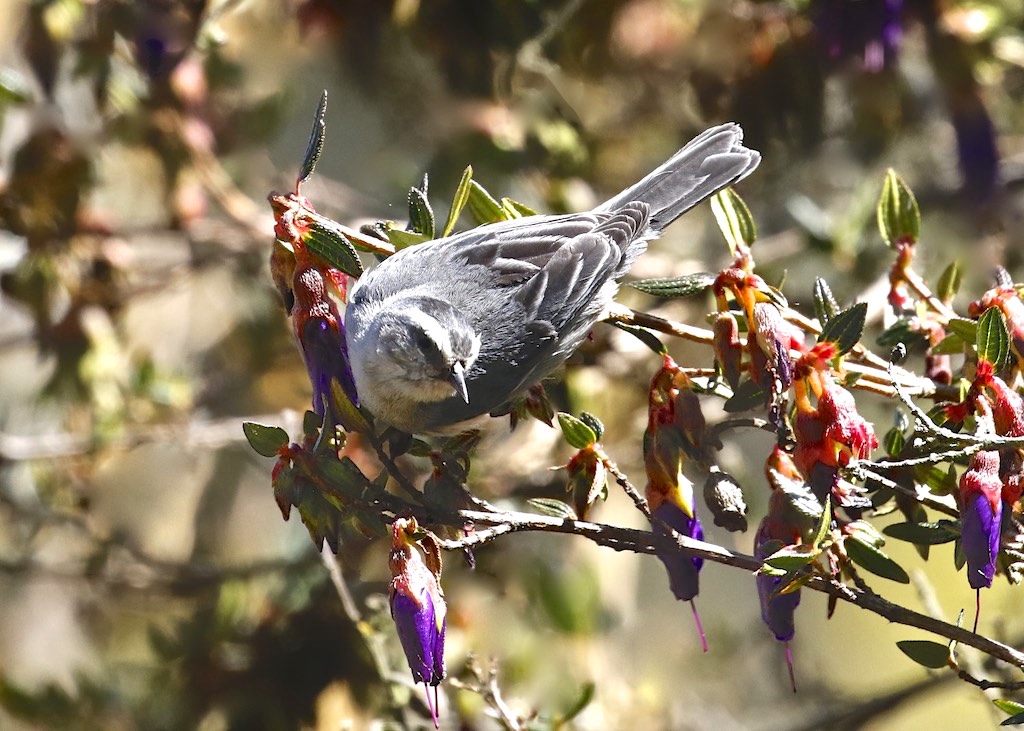 Cinereous Conebill