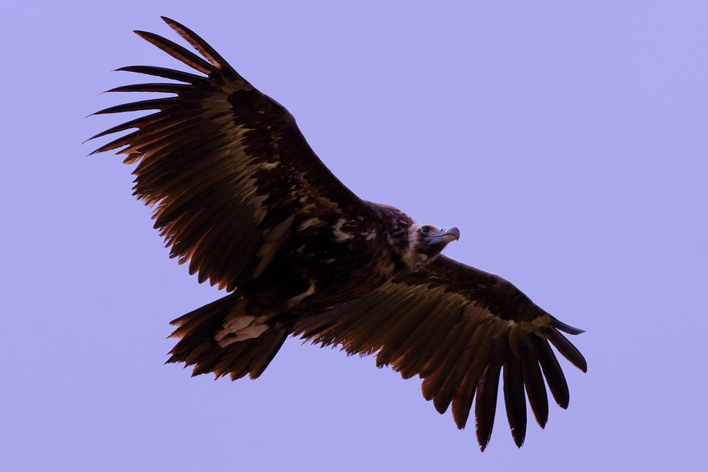 cinereous vulture