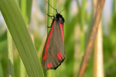 Cinnabar moth