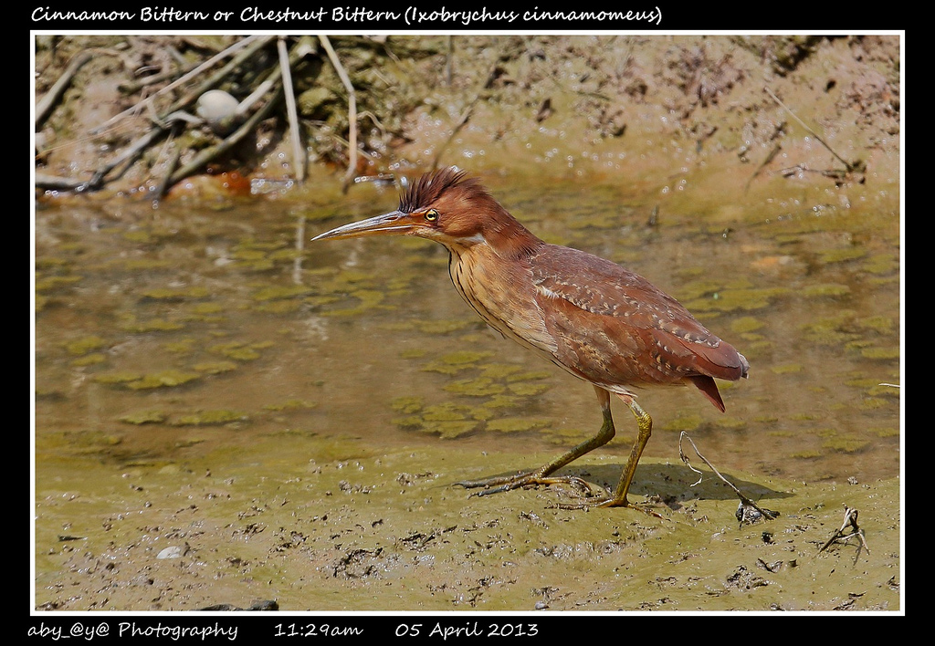 Cinnamon Bittern or Chestnut Bittern (Ixobrychus cinnamomeus)