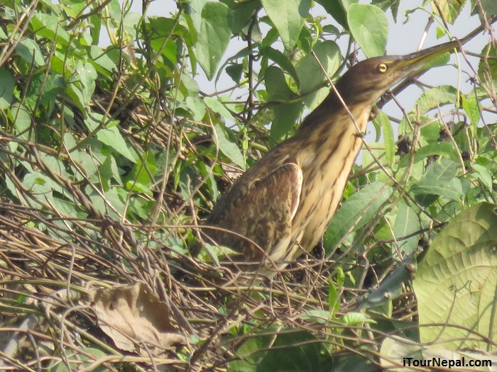 Cinnamon Bittern