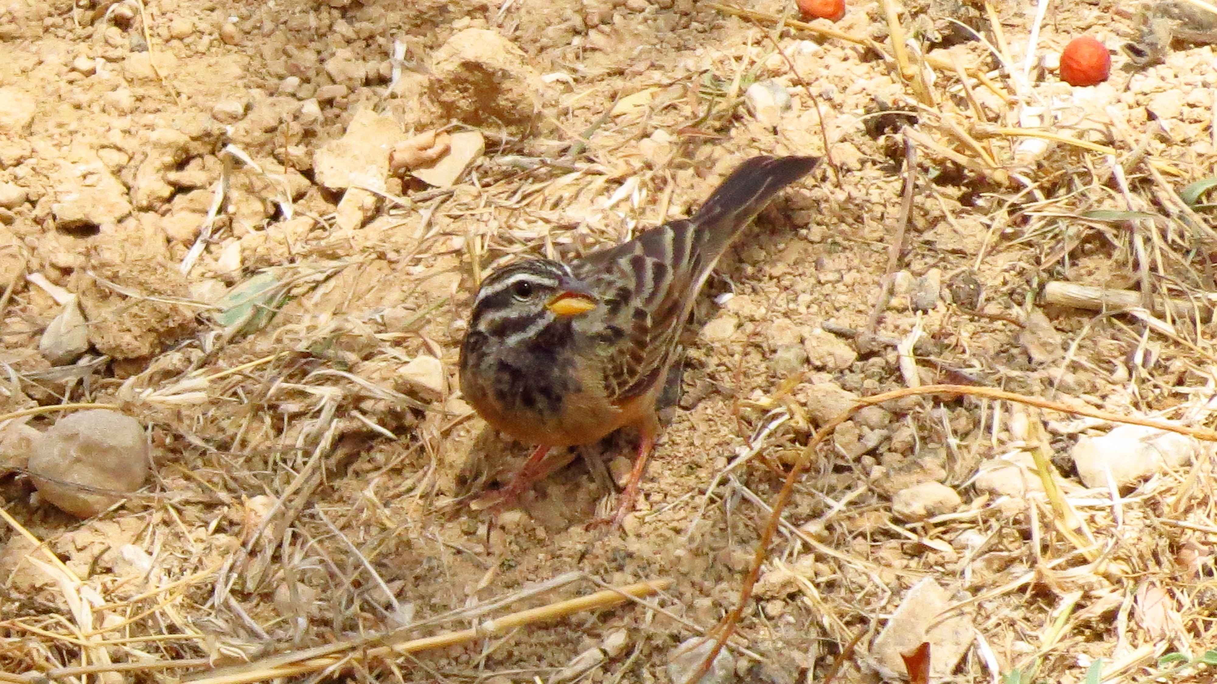 Cinnamon-breasted Bunting