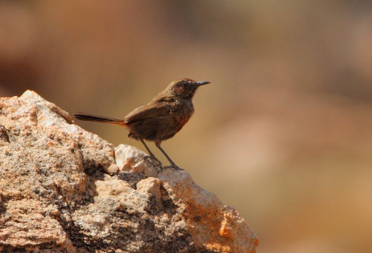 Cinnamon-breasted Warbler