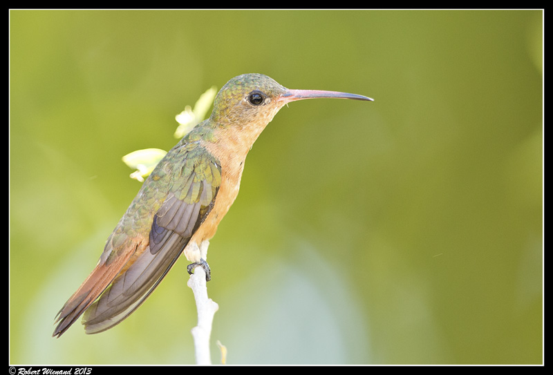 Cinnamon Hummingbird - Amazilia rutila