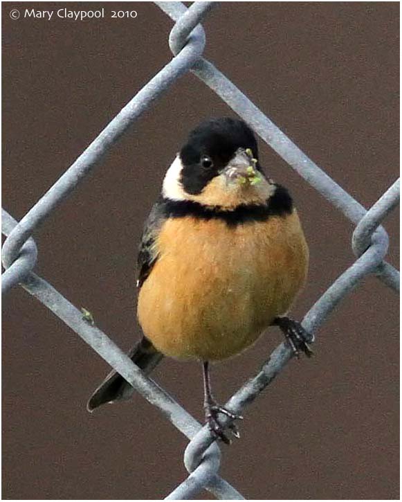 Cinnamon-rumped Seedeater