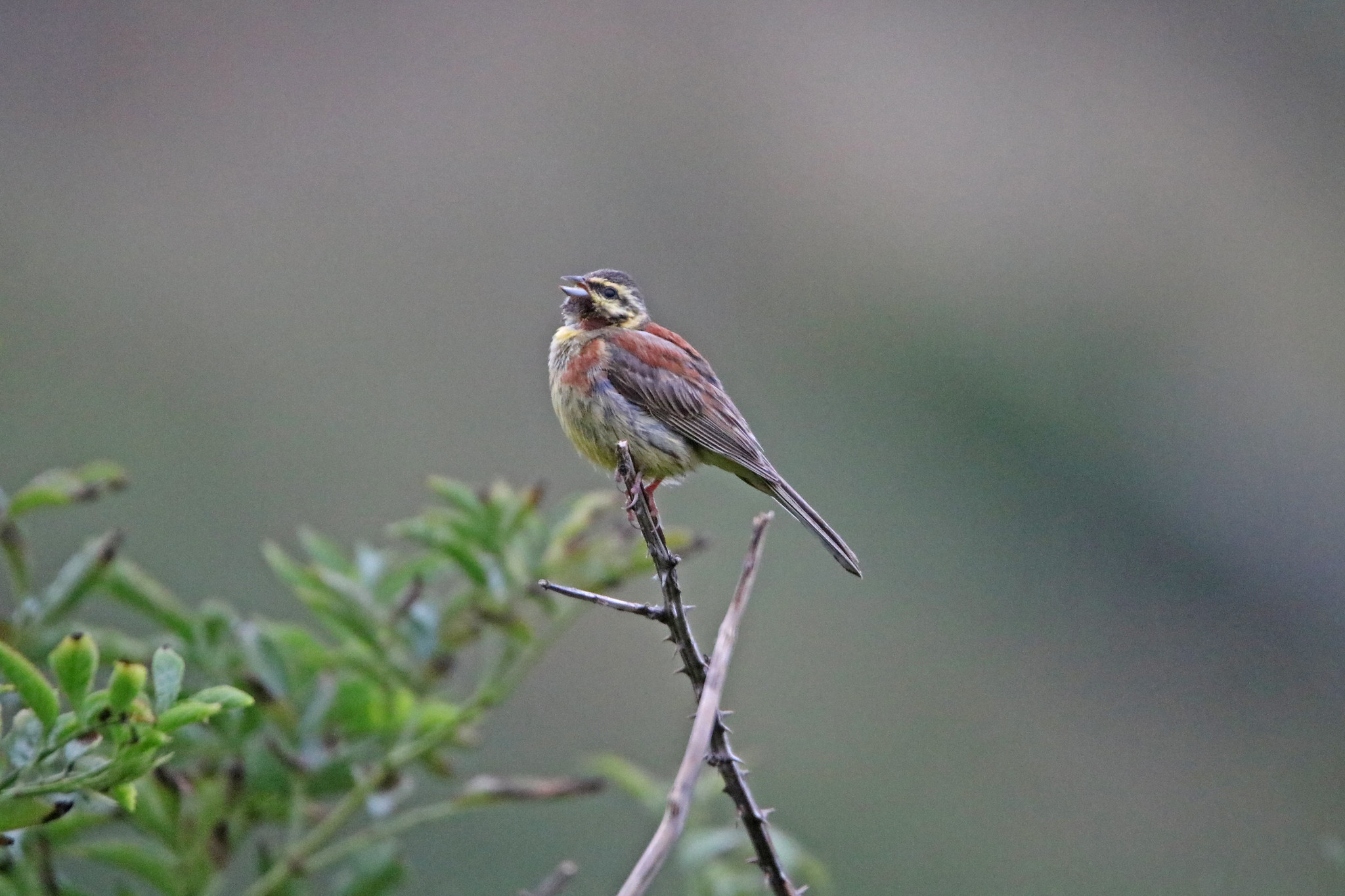 Cirl Bunting