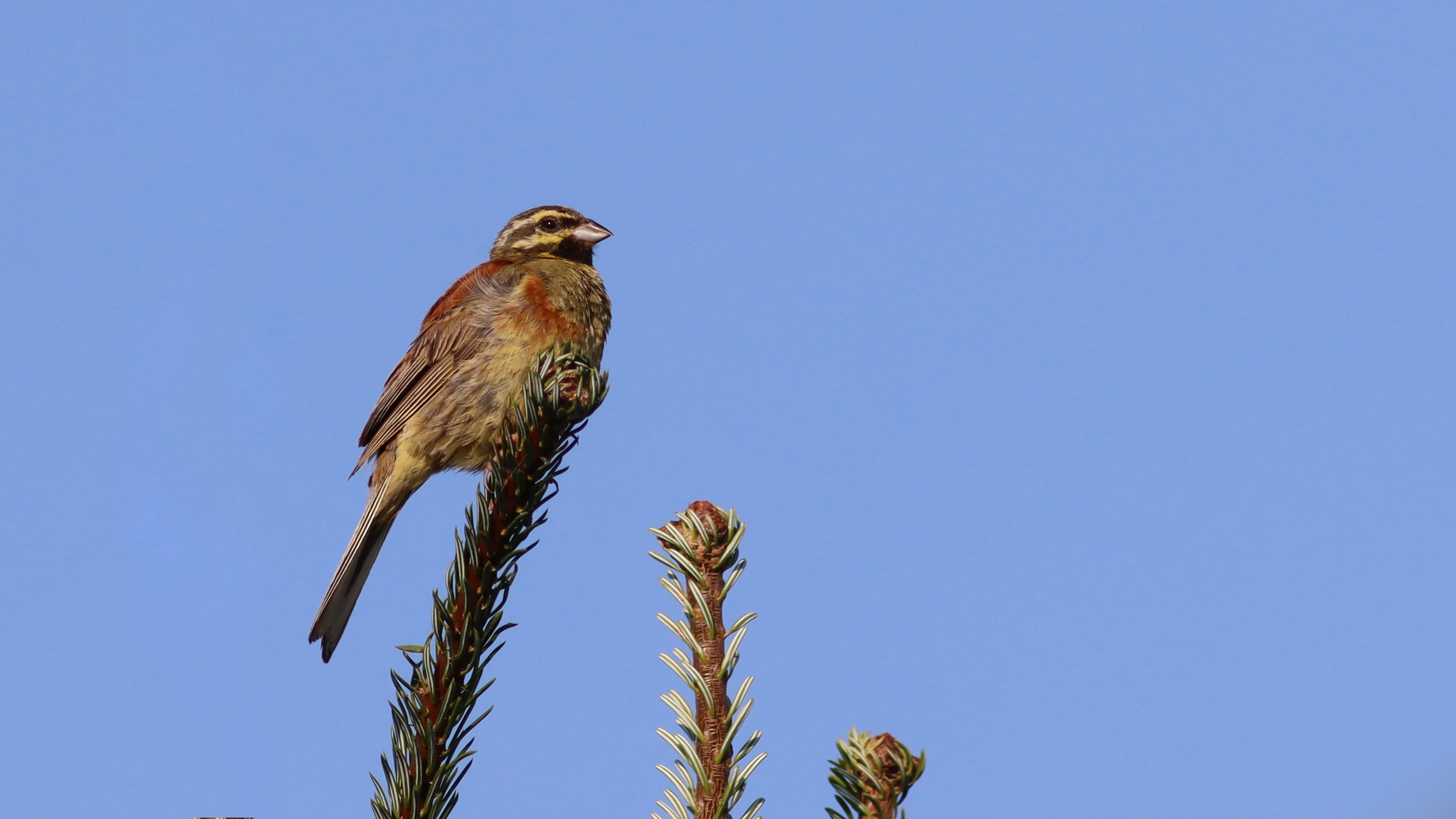 cirl bunting