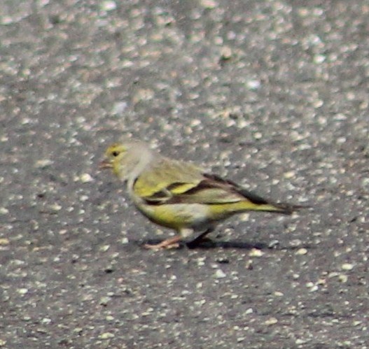 Citril Finch