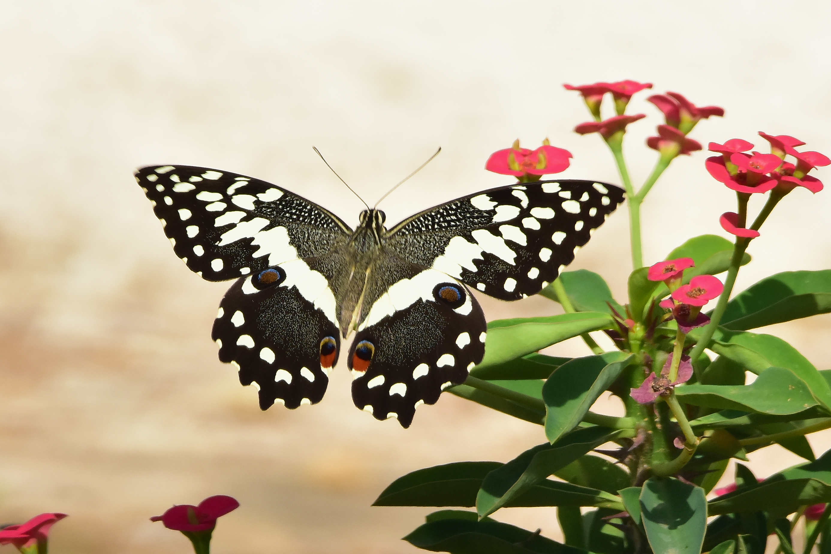 Citrus Swallowtail