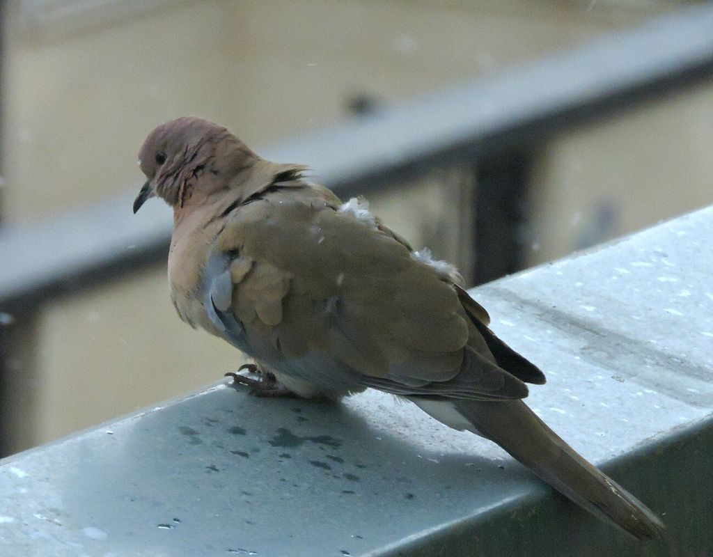 City Dove