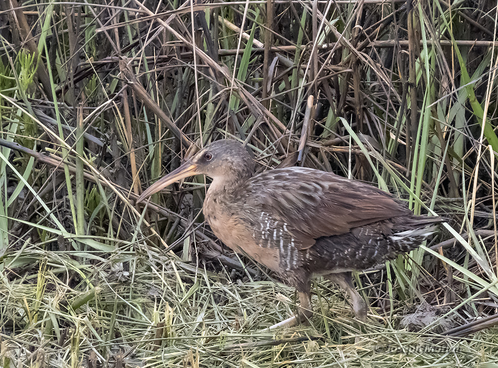 Clapper Rail