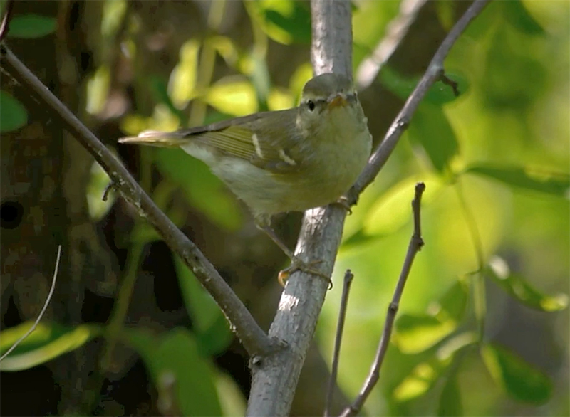 Claudia's Leaf-warbler