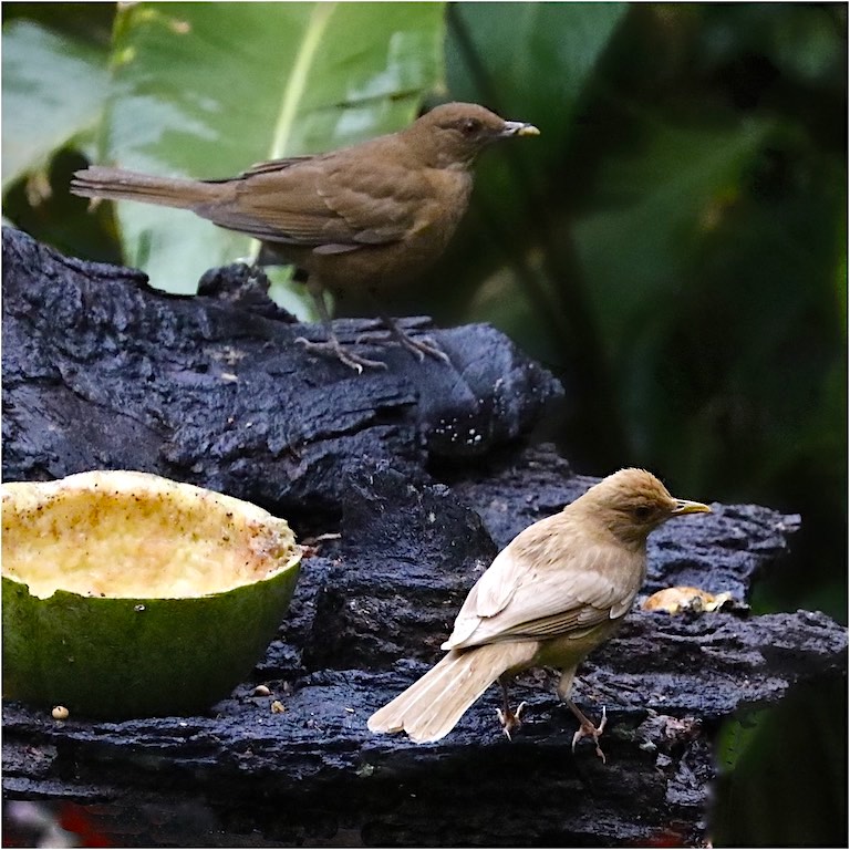 Clay-colored Thrush (leucistic &amp; normal)