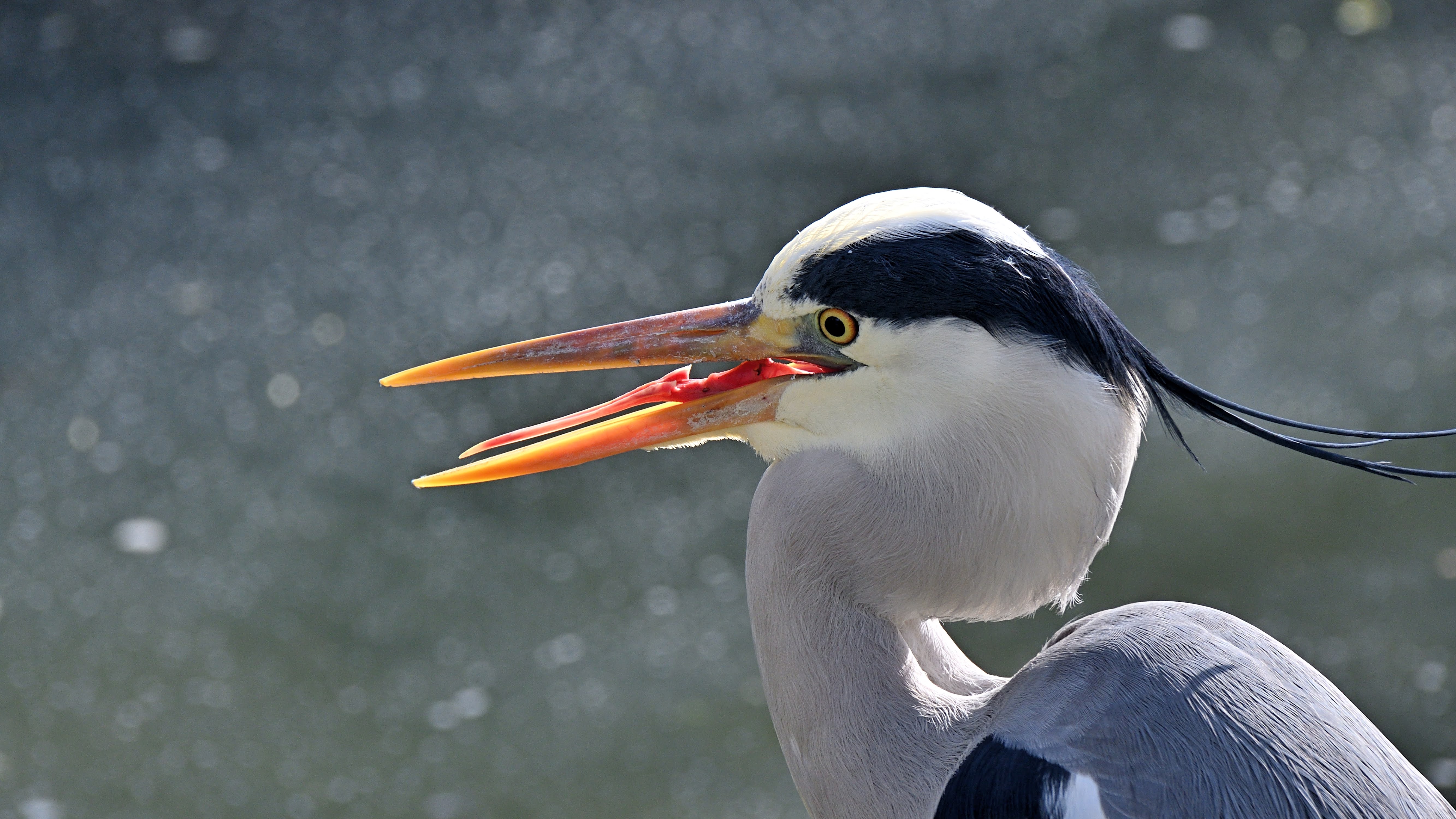 Close-up: a very happy chap