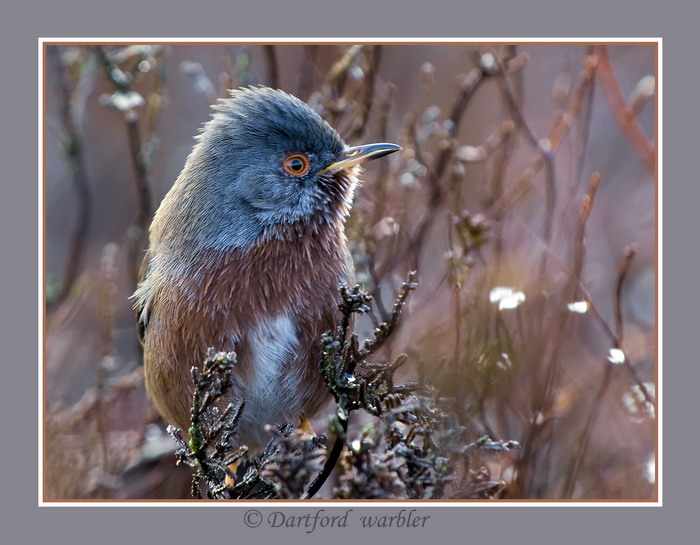 Close up Dartford warbler