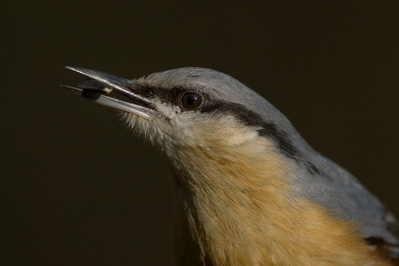 Close-up Nuthatch