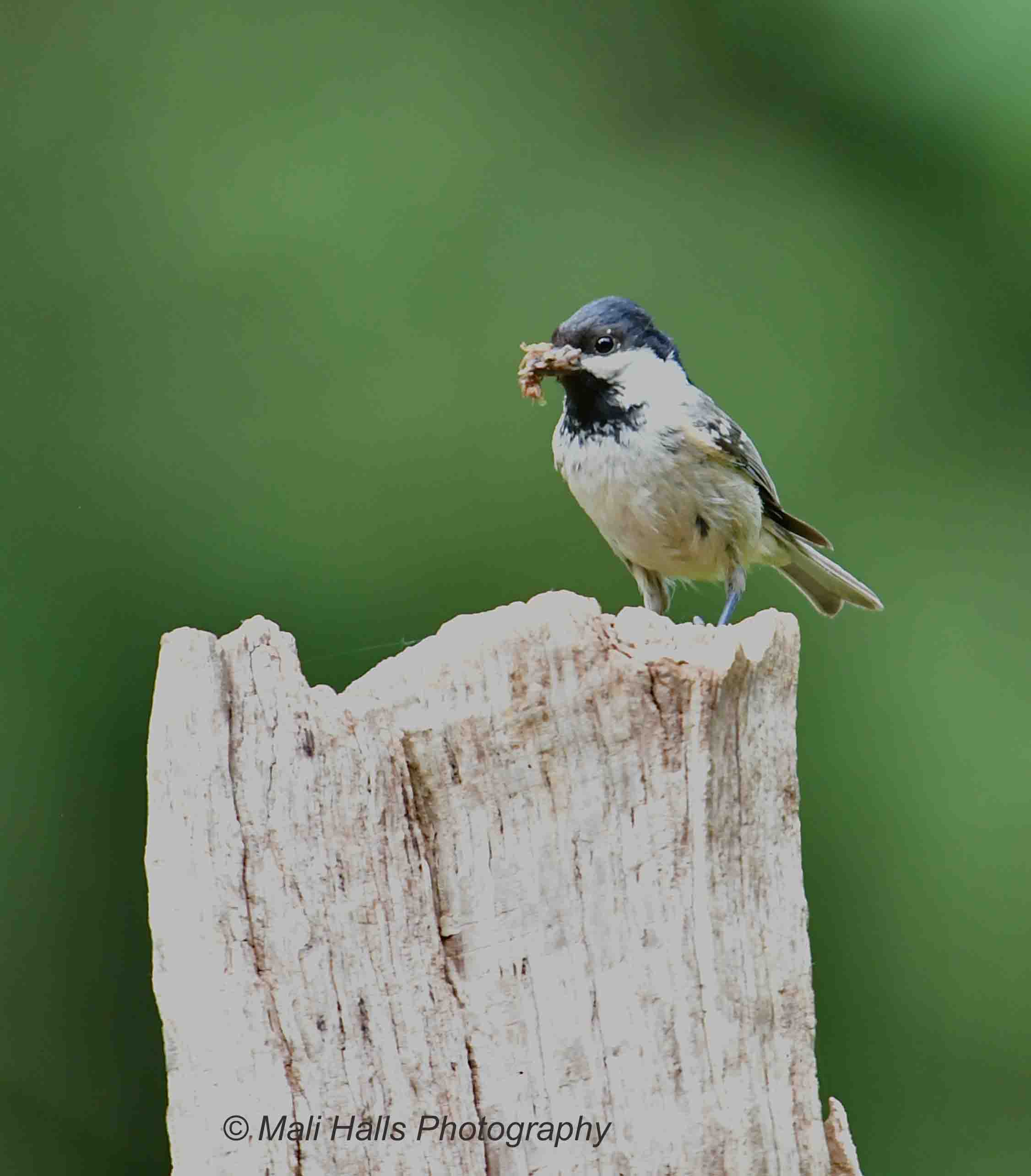 Coal Tit 0975.jpg