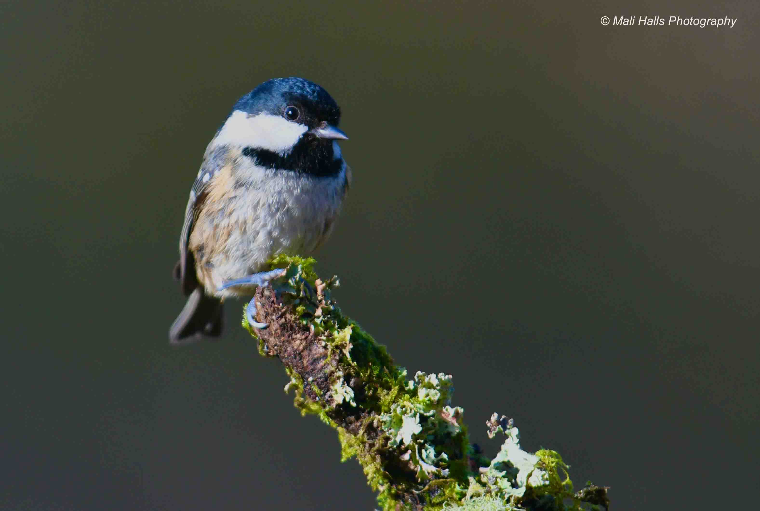 Coal Tit 2176.jpg