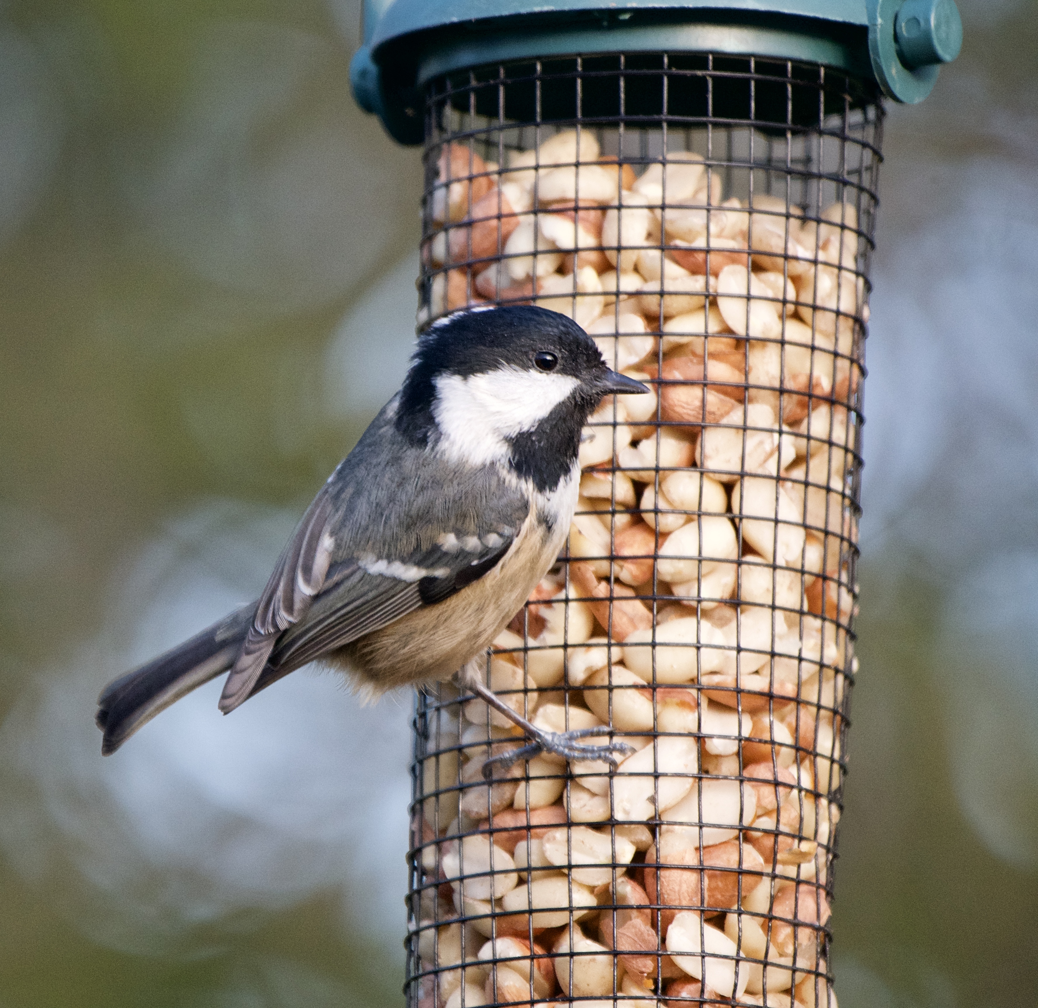 Coal Tit.jpeg