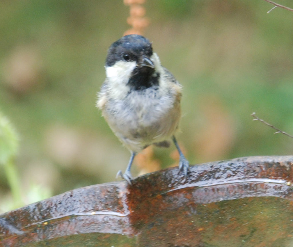 Coal Tit