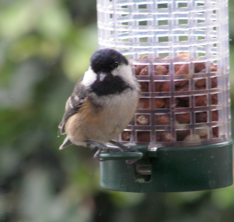 Coal Tit