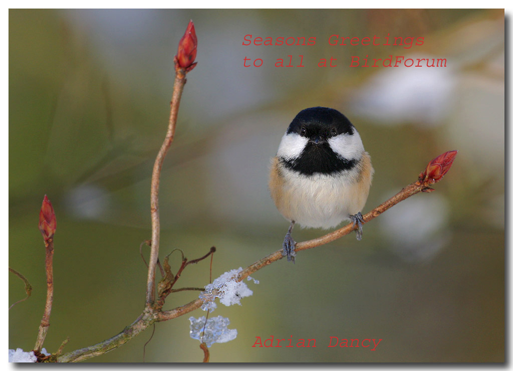 Coal tit