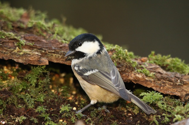 coal tit