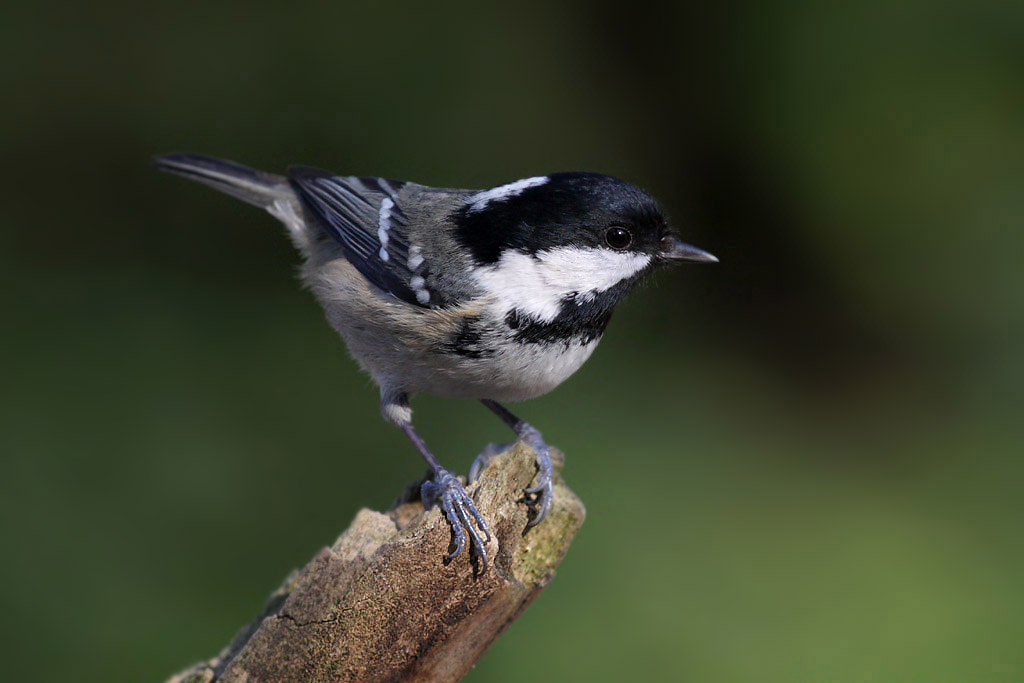 Coal Tit