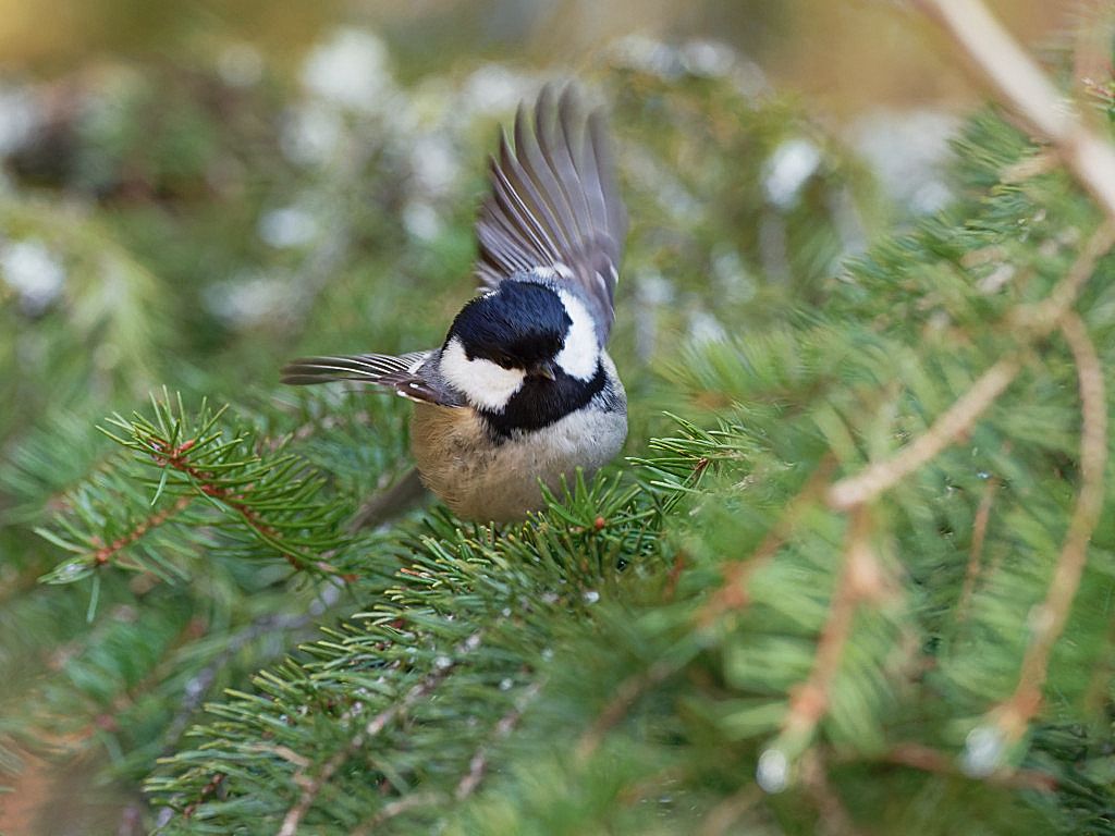 Coal Tit