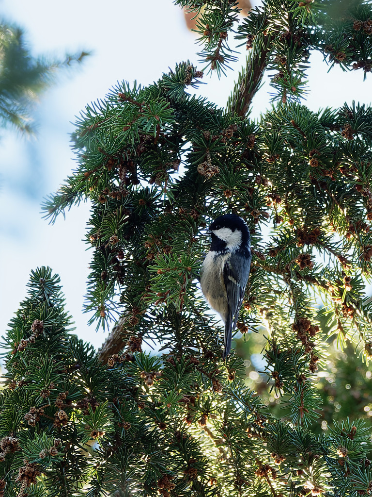 Coal tit